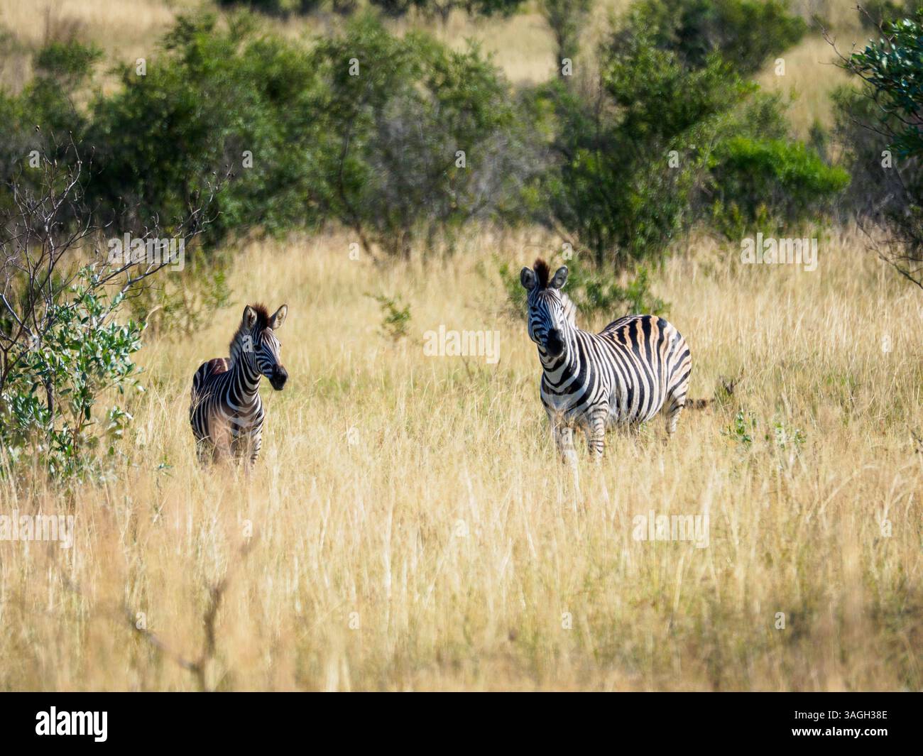 Zebre nel Parco Nazionale di Kruger, Sudafrica Foto Stock