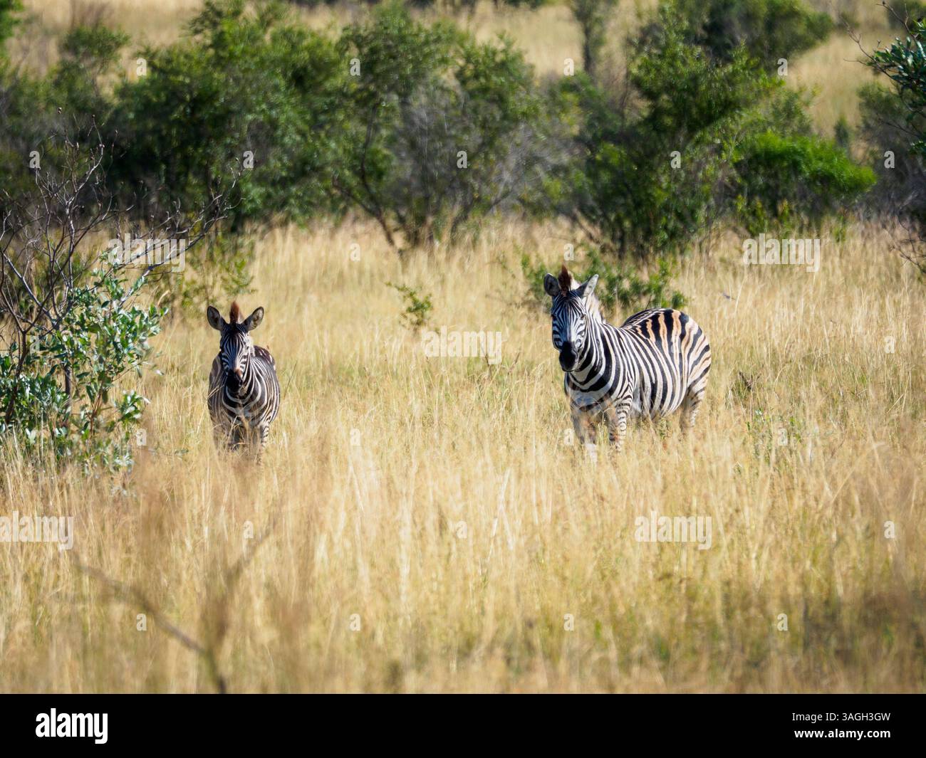 Zebre nel Parco Nazionale di Kruger, Sudafrica Foto Stock