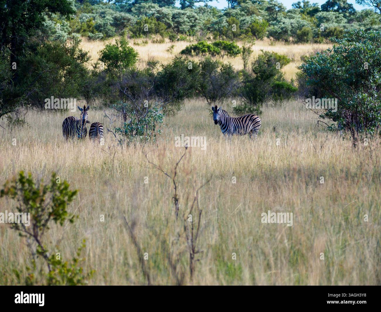 Zebre nel Parco Nazionale di Kruger, Sudafrica Foto Stock