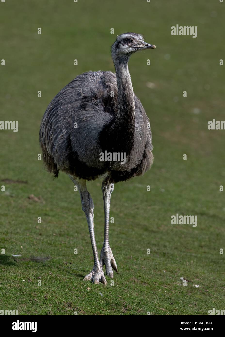 Rhea americana Foto Stock