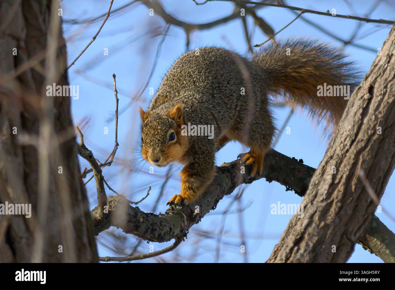 scoiattolo in avvicinamento alla telecamera mentre cammina su un arto alto Foto Stock
