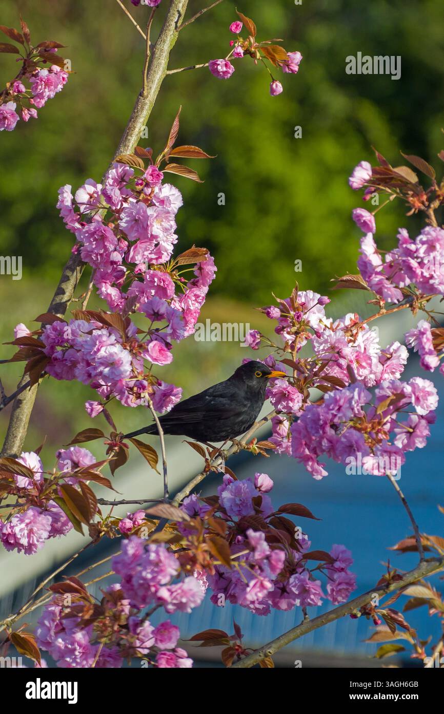 Un uccello nero maschile su un ramo tra splendidi ciliegi giapponesi rosa in fiore alla luce del sole Foto Stock