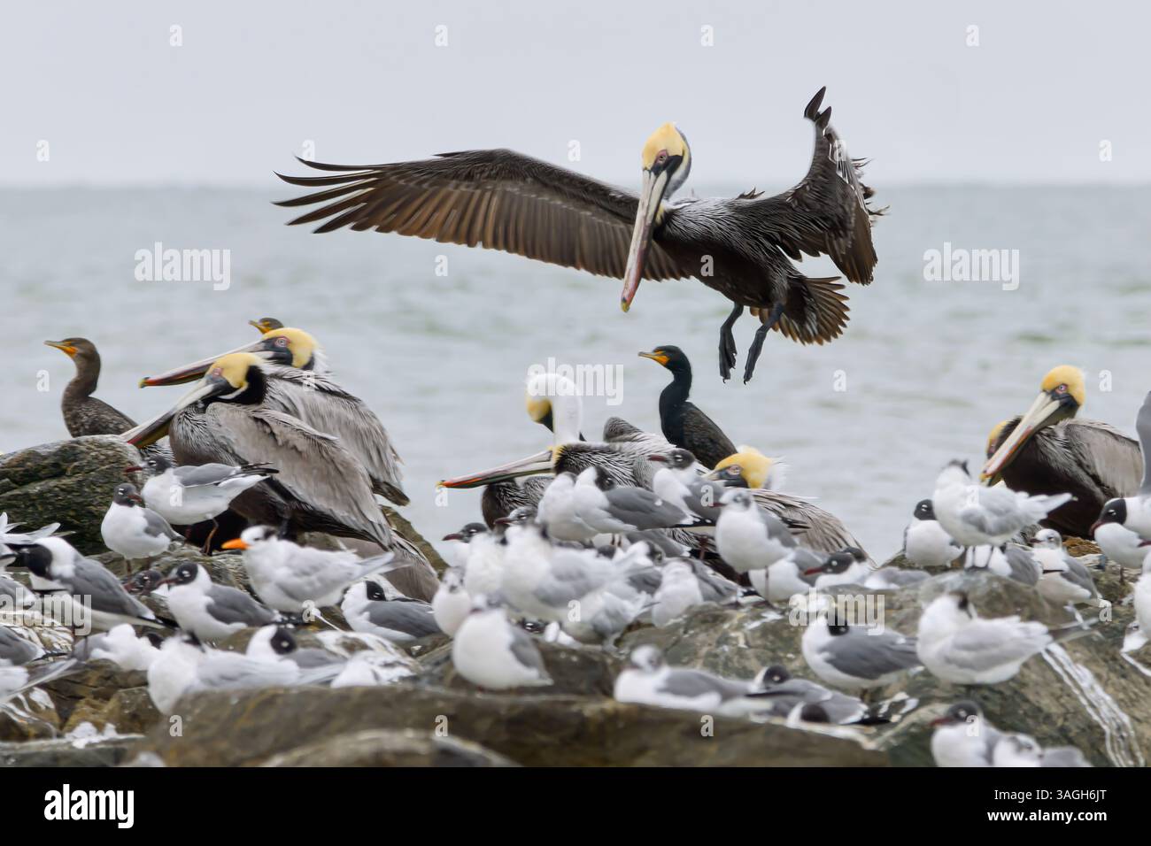Il pellicano marrone atterra su rocce ricoperte di altri cormorani pelicani Foto Stock