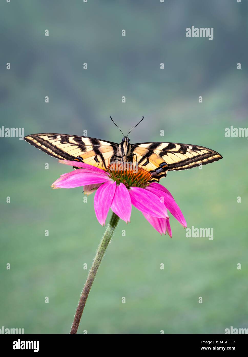 Macro di una tigre occidentale (papilio rutulus) appoggiata su un fiore rosa - rivolto in avanti Foto Stock