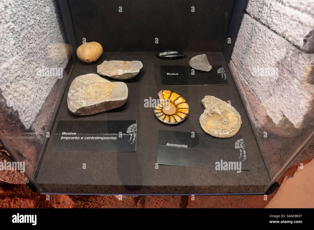 Reperti faunistici marini al DaDoM - Museo Darwin Dohrn (ex Circolo della Stampa), Napoli Foto Stock