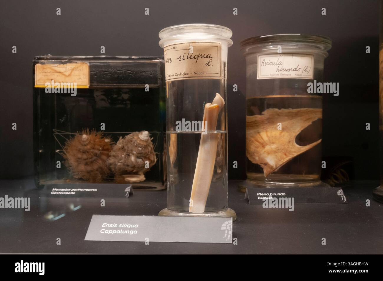 Reperti faunistici marini al DaDoM - Museo Darwin Dohrn (ex Circolo della Stampa), Napoli Foto Stock