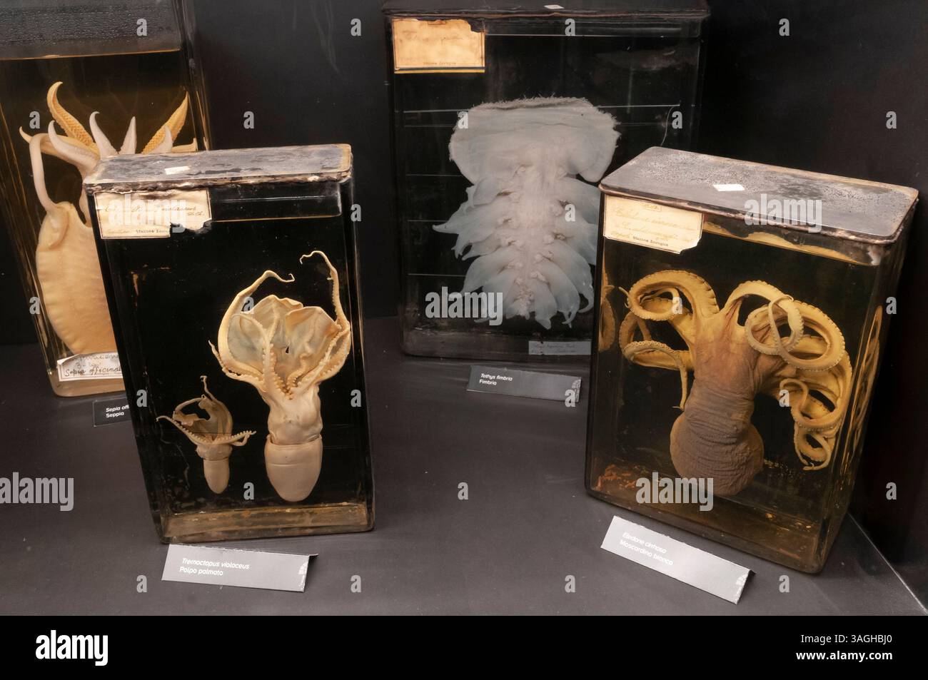 Reperti faunistici marini al DaDoM - Museo Darwin Dohrn (ex Circolo della Stampa), Napoli Foto Stock