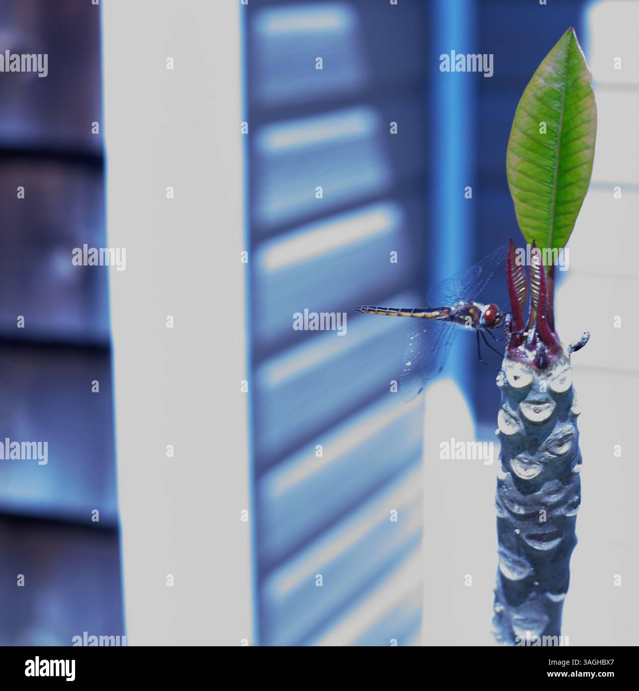 Una libellula è un insetto volante appartenente all'infraordine Anisoptera sotto l'ordine Odonata. Sono note circa 3.000 specie di libellule esistenti! Foto Stock