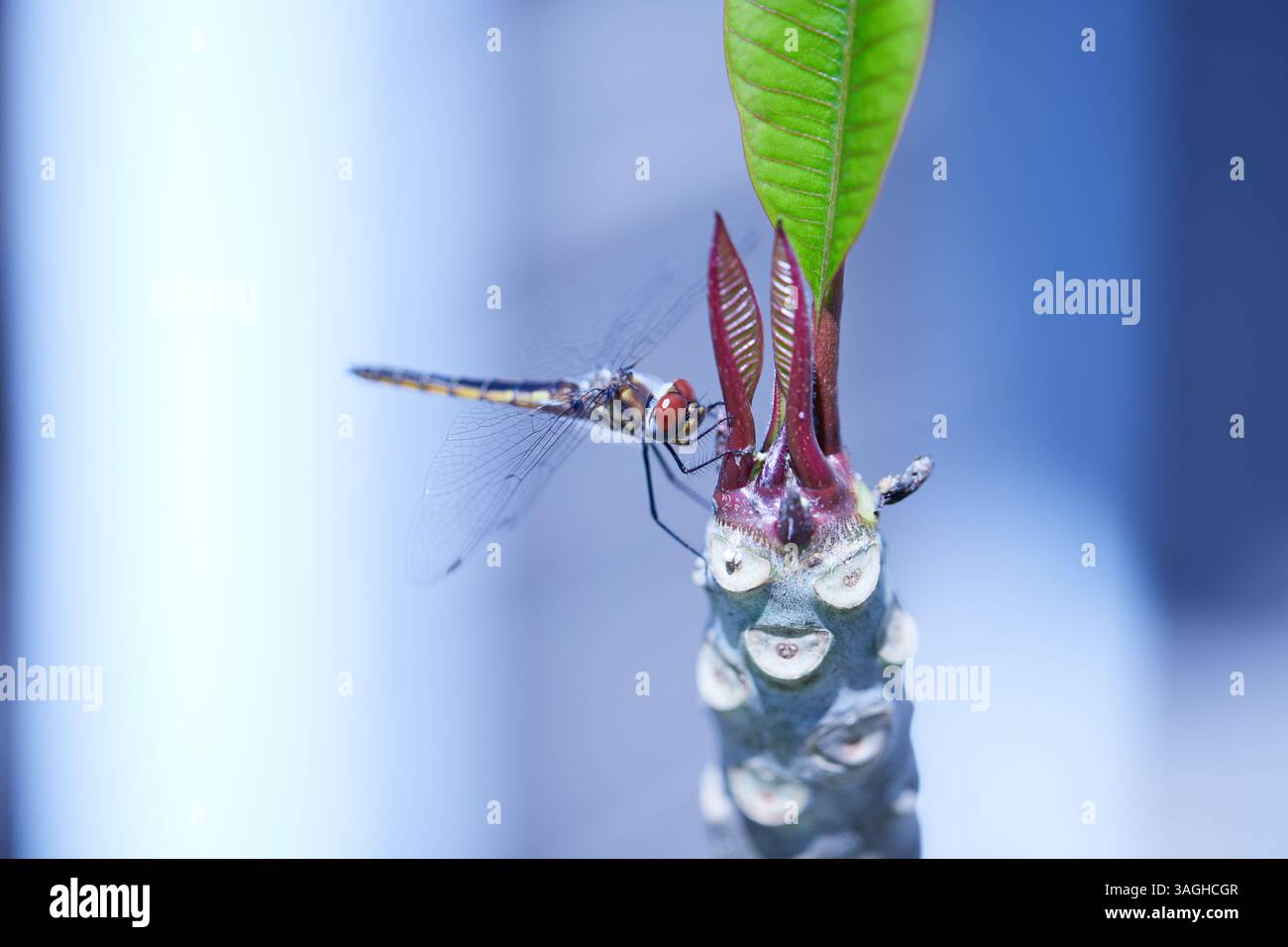 Una libellula è un insetto volante appartenente all'infraordine Anisoptera sotto l'ordine Odonata. Sono note circa 3.000 specie di libellule esistenti! Foto Stock
