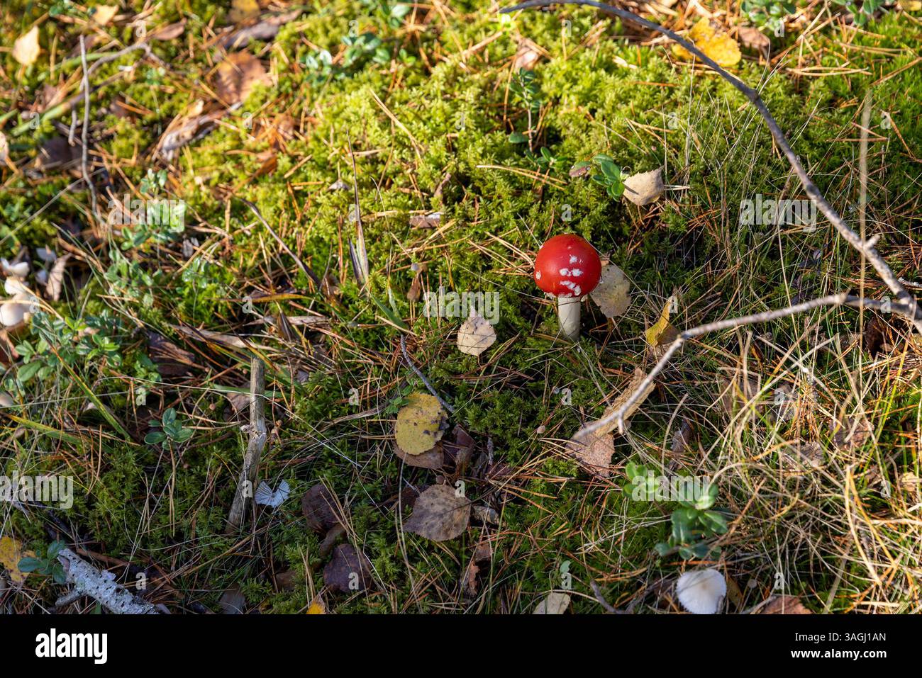 mosca agarica nella foresta in autunno, pericolosa per la vita e la salute mosca rossa agarica nella foresta selvatica in muschio e erba verde Foto Stock