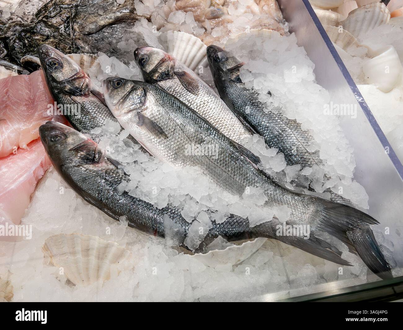 Spigola fresca esposta su ghiaccio nella stalla della pesca Foto Stock