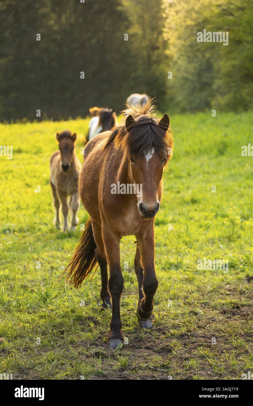 Cavalli islandesi in un pascolo. Cavallo anteriore marrone con criniera nera. Sera, ora d'oro, retroilluminazione. Germania Foto Stock