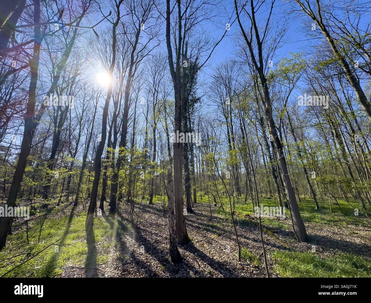 Foto retroilluminata del sole primaverile il sole primaverile su un cielo azzurro senza nuvole splende tra alberi germoglianti in una foresta mista, Germania, Europa Foto Stock