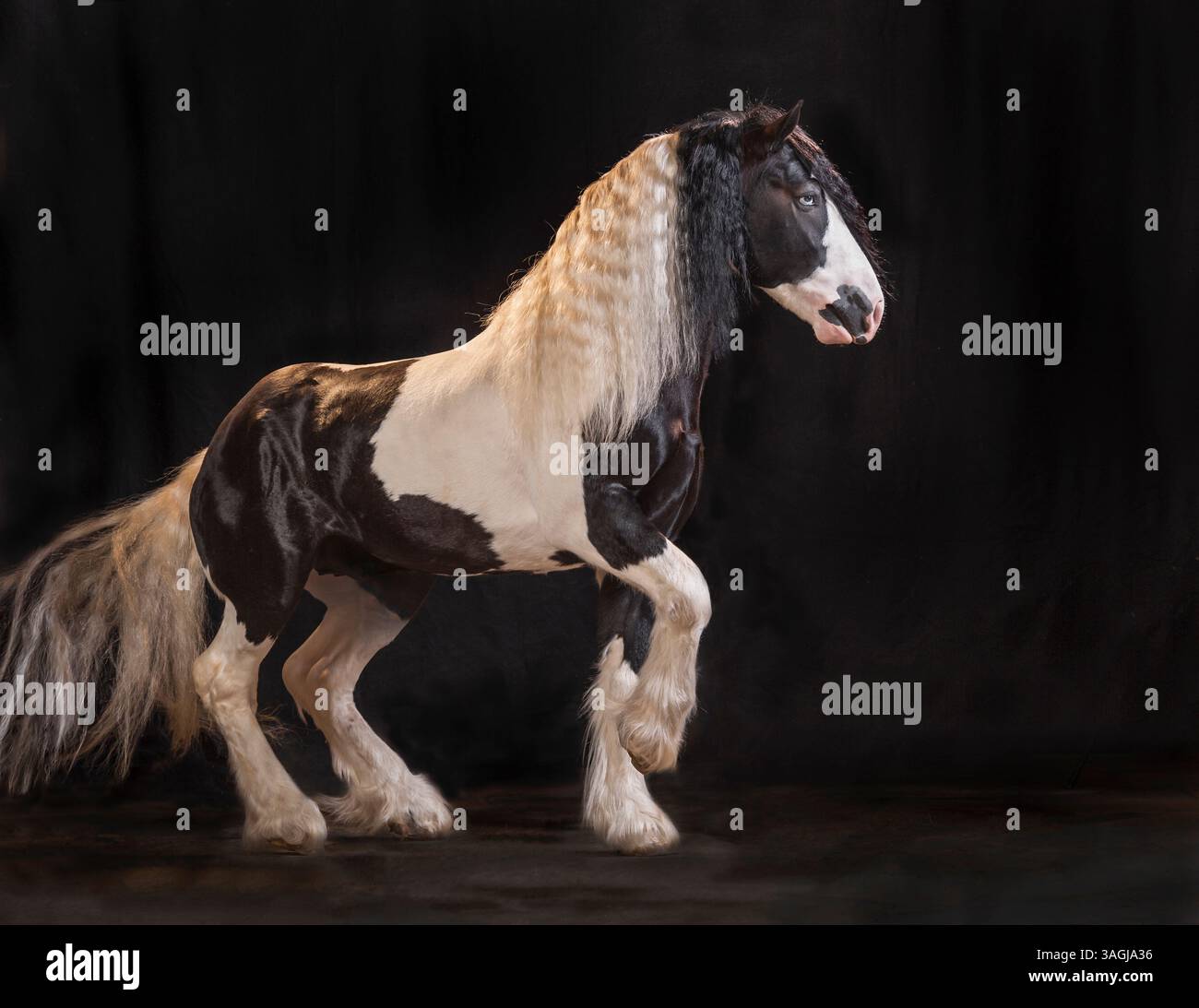 Lo stallone maschile Gypsy Vanner danzerà di fronte a sfondo nero Foto Stock