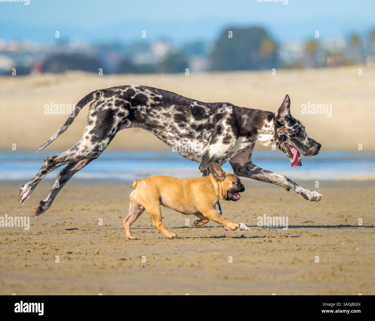 Harlequin Great Dane e French Bulldog corrono e giocano insieme sulla spiaggia Foto Stock