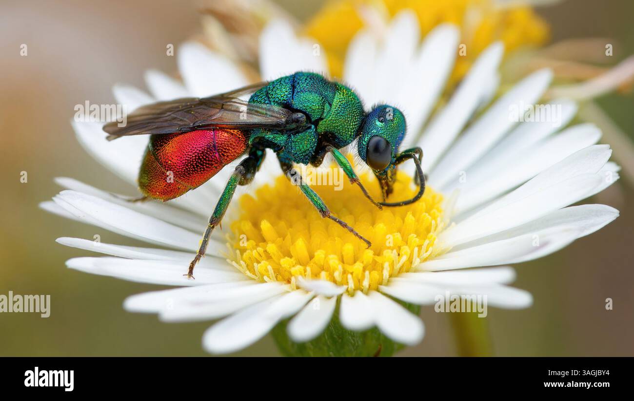 Vespa cuculo - Chrysis ignita - Chryside Enflammée - guepe coucou Foto Stock