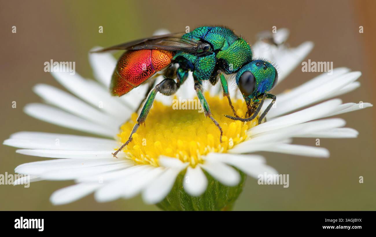 Vespa cuculo - Chrysis ignita - Chryside Enflammée - guepe coucou Foto Stock