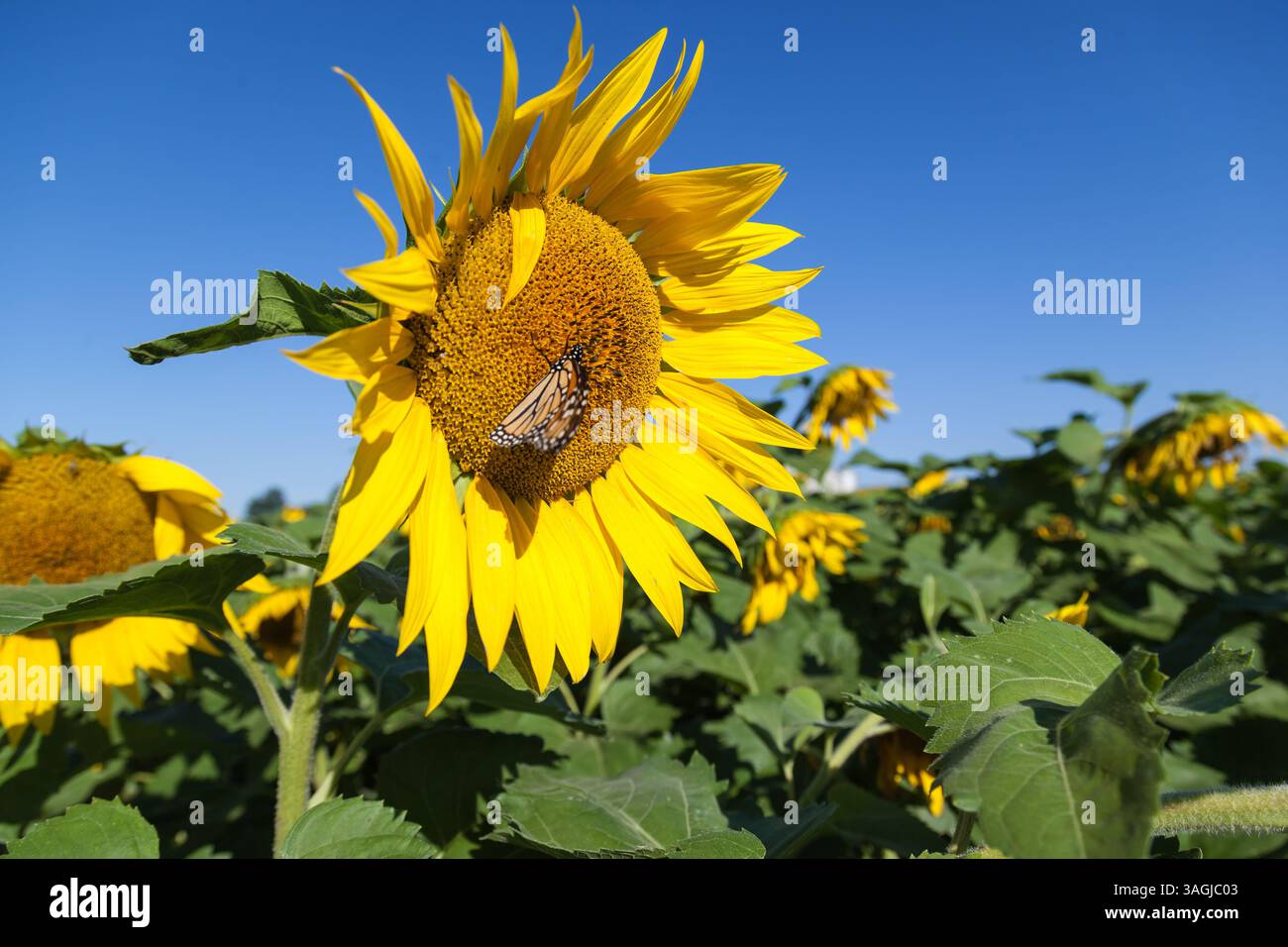 Farfalla sul girasole Foto Stock