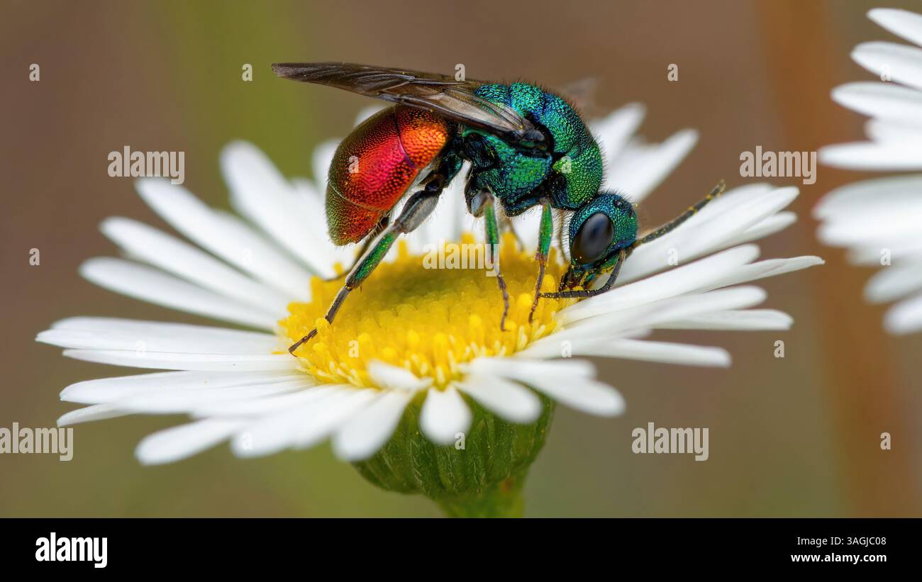 Vespa cuculo - Chrysis ignita - Chryside Enflammée - guepe coucou Foto Stock