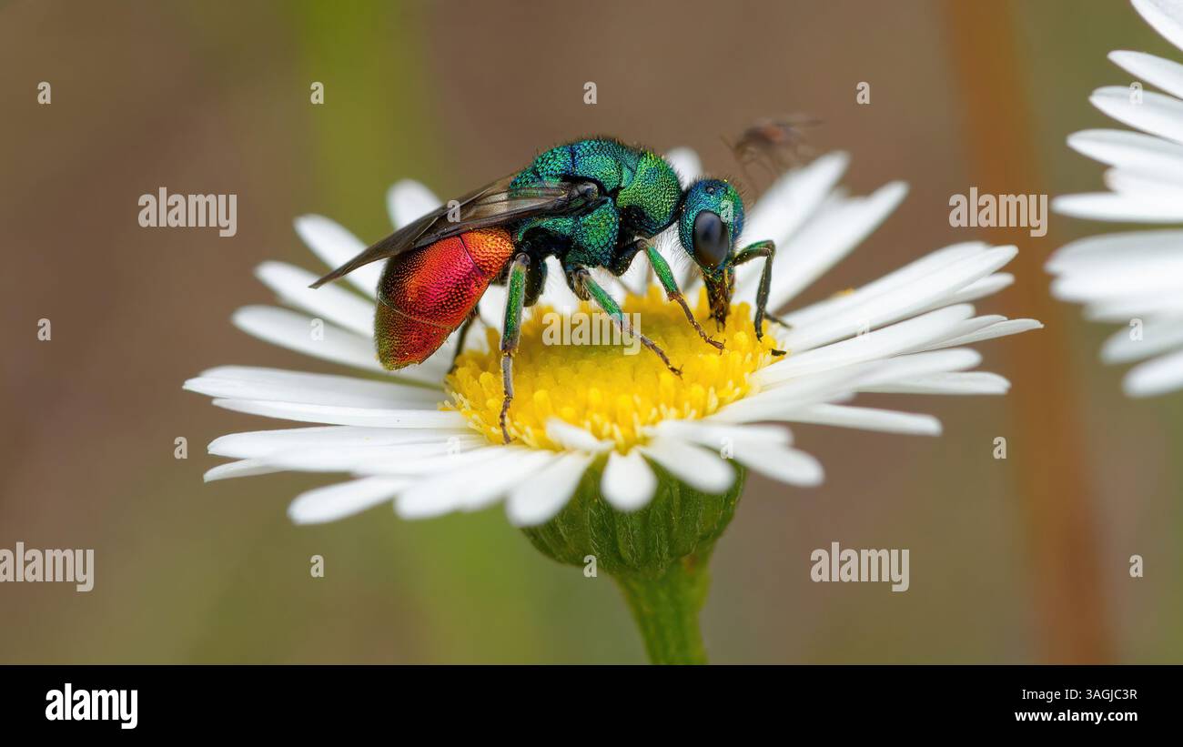 Vespa cuculo - Chrysis ignita - Chryside Enflammée - guepe coucou Foto Stock