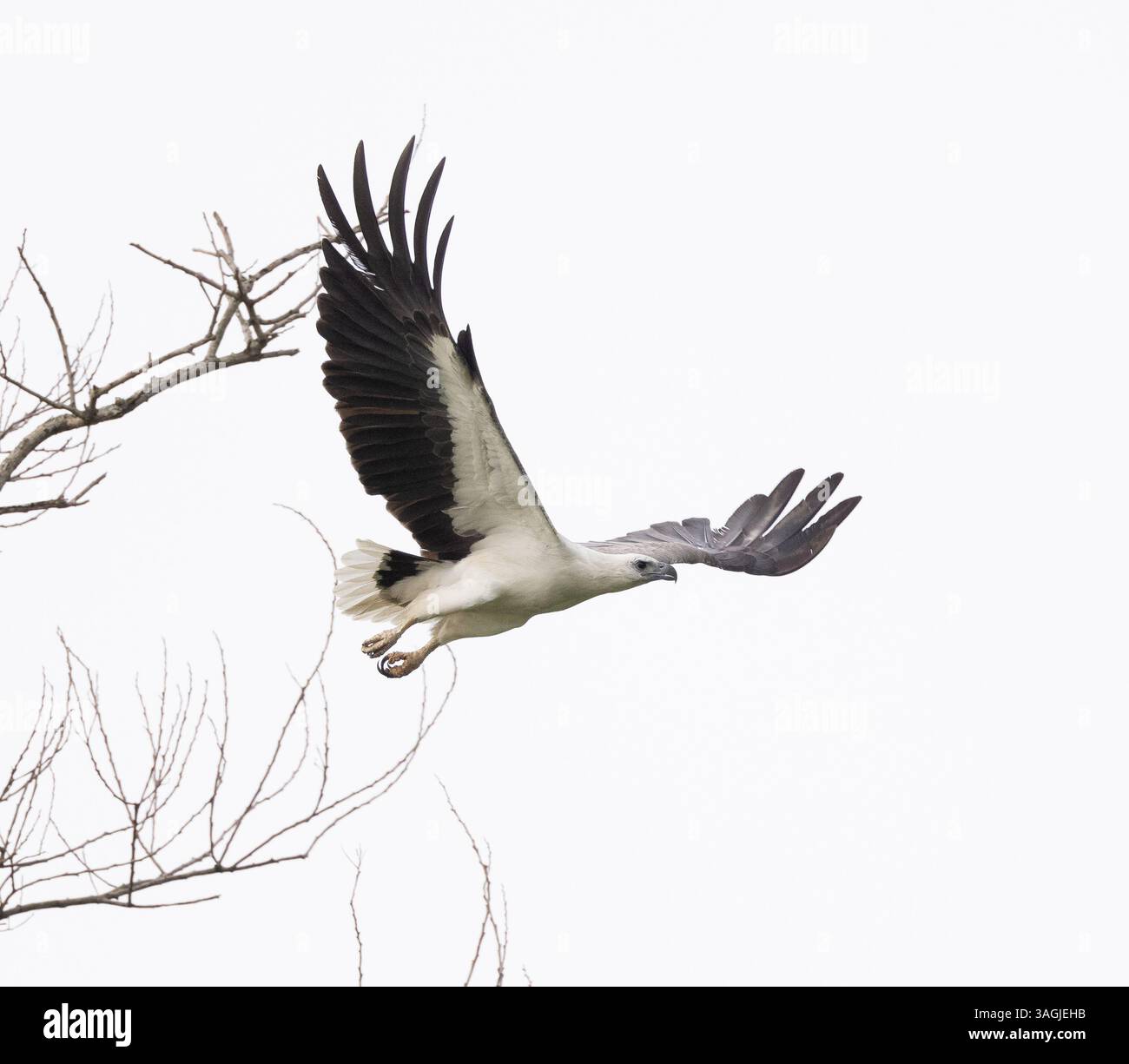 fotografia naturalistica: eagle Foto Stock