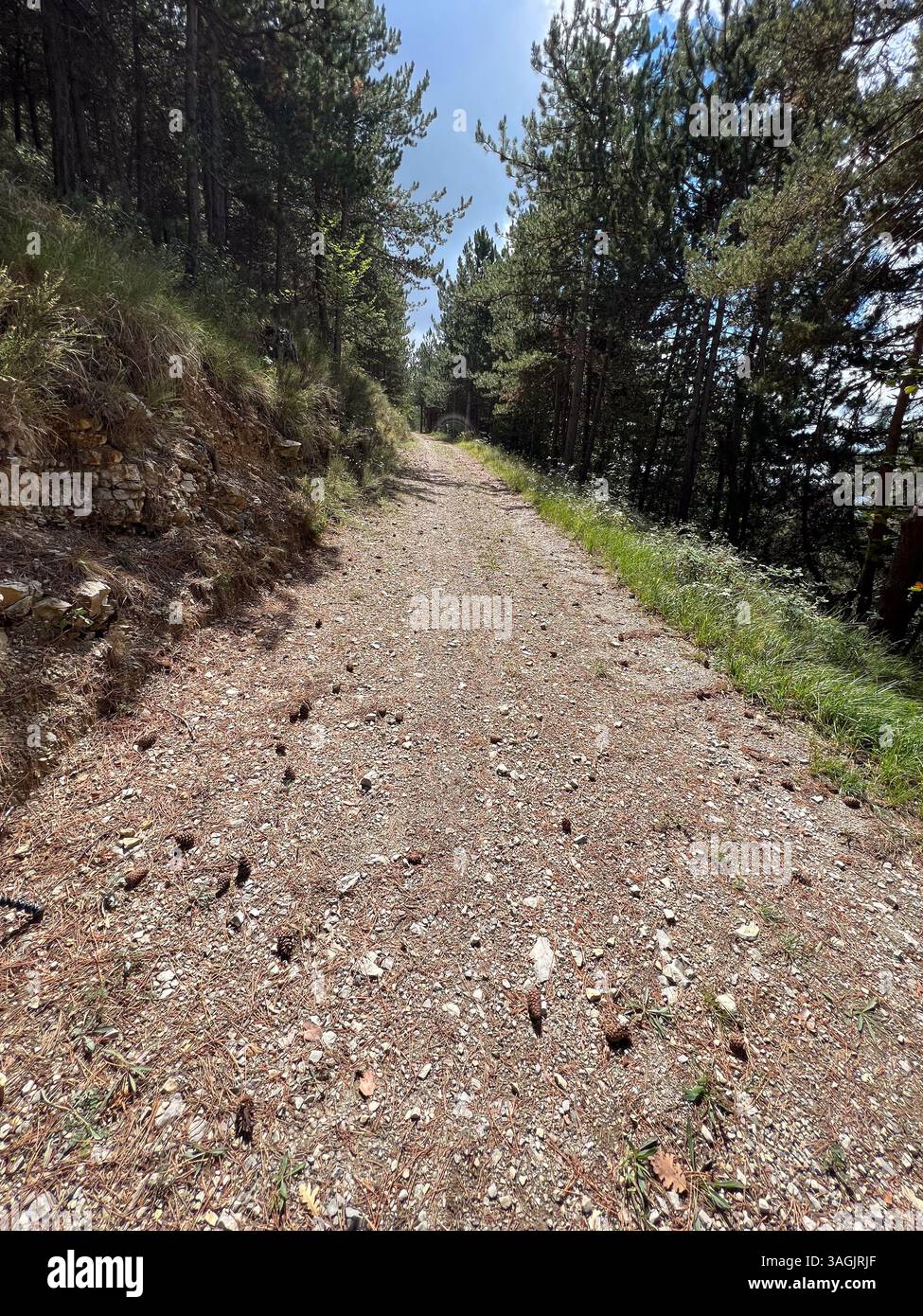 Sentiero nella foresta di pini nelle Alpi - Immagine stock catturata con smartphone