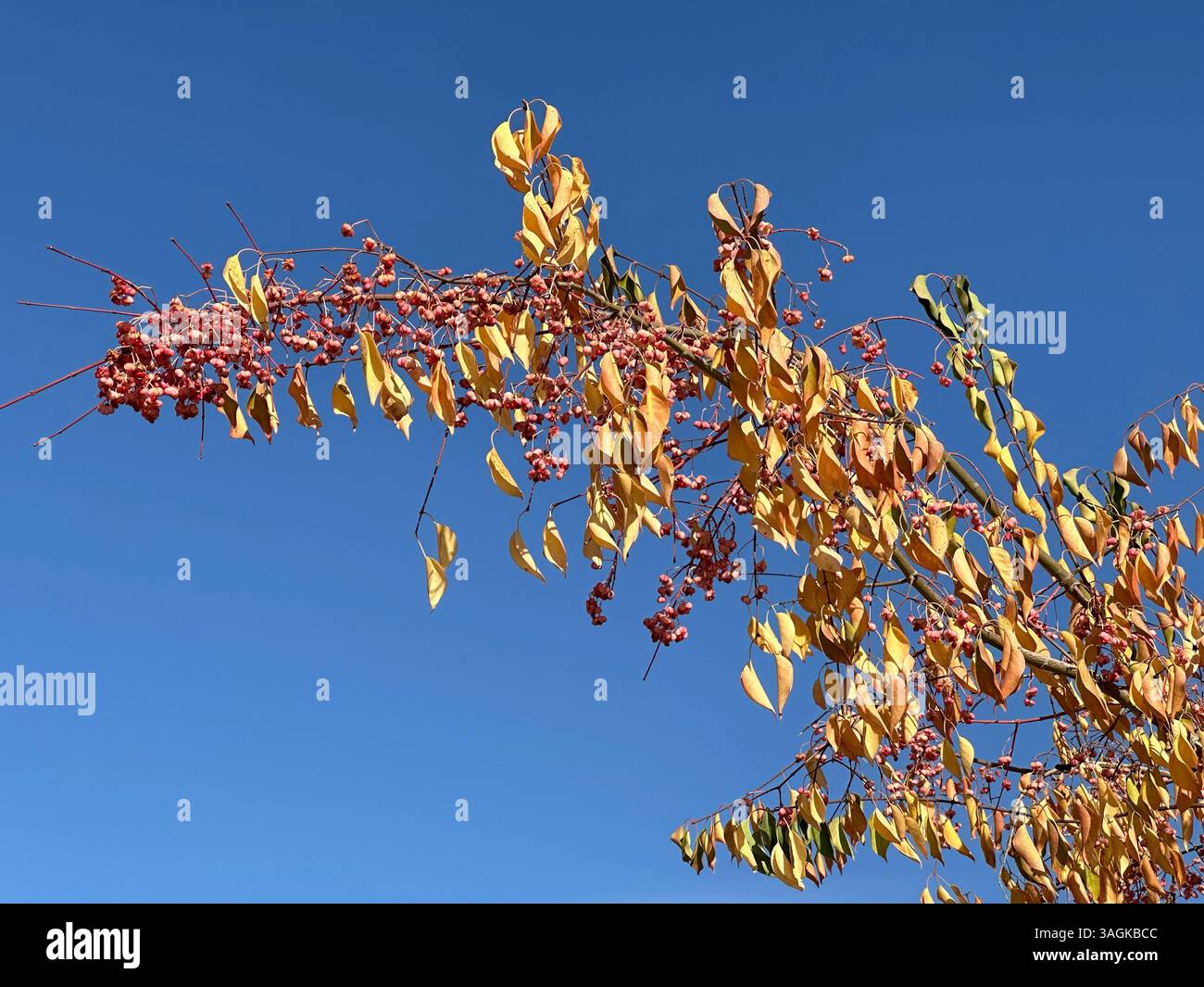Albero autunnale con foglie colorate - Immagine stock catturata con smartphone