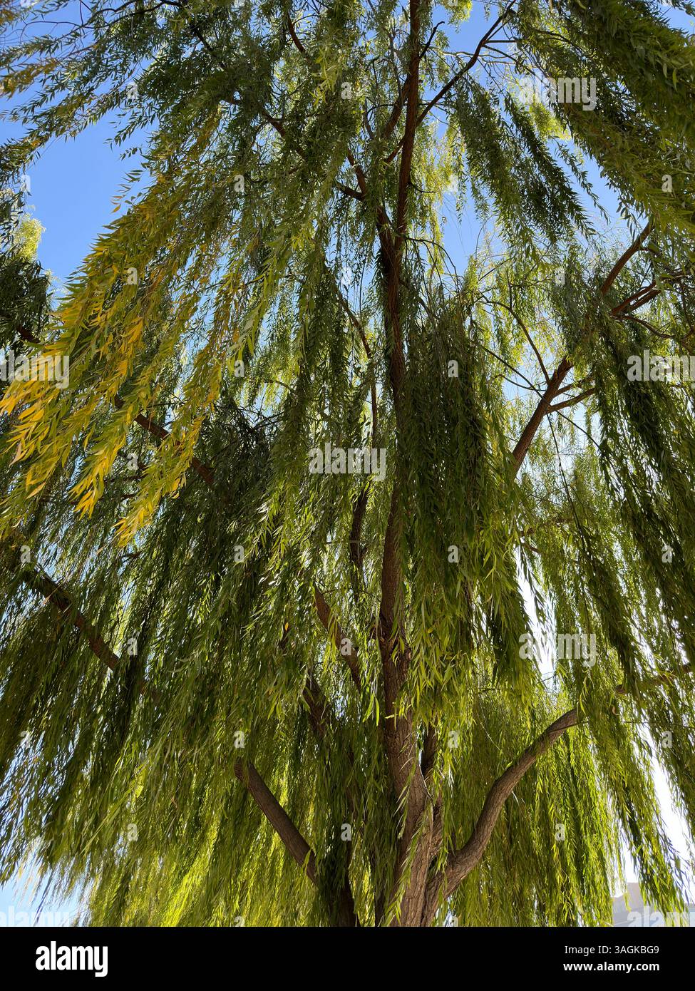 Guarda un maestoso salice piangente in una giornata di sole nel parco. Foto Stock