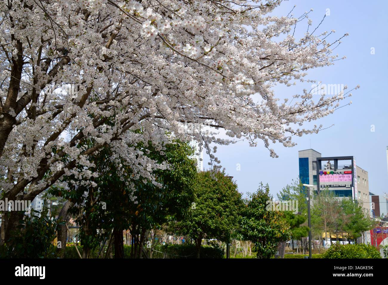 Ulsan City, Corea del Sud - 31 marzo 2025: I ciliegi bianchi si estendono su un parco verde, con cartellone digitale e edifici urbani visibili Foto Stock
