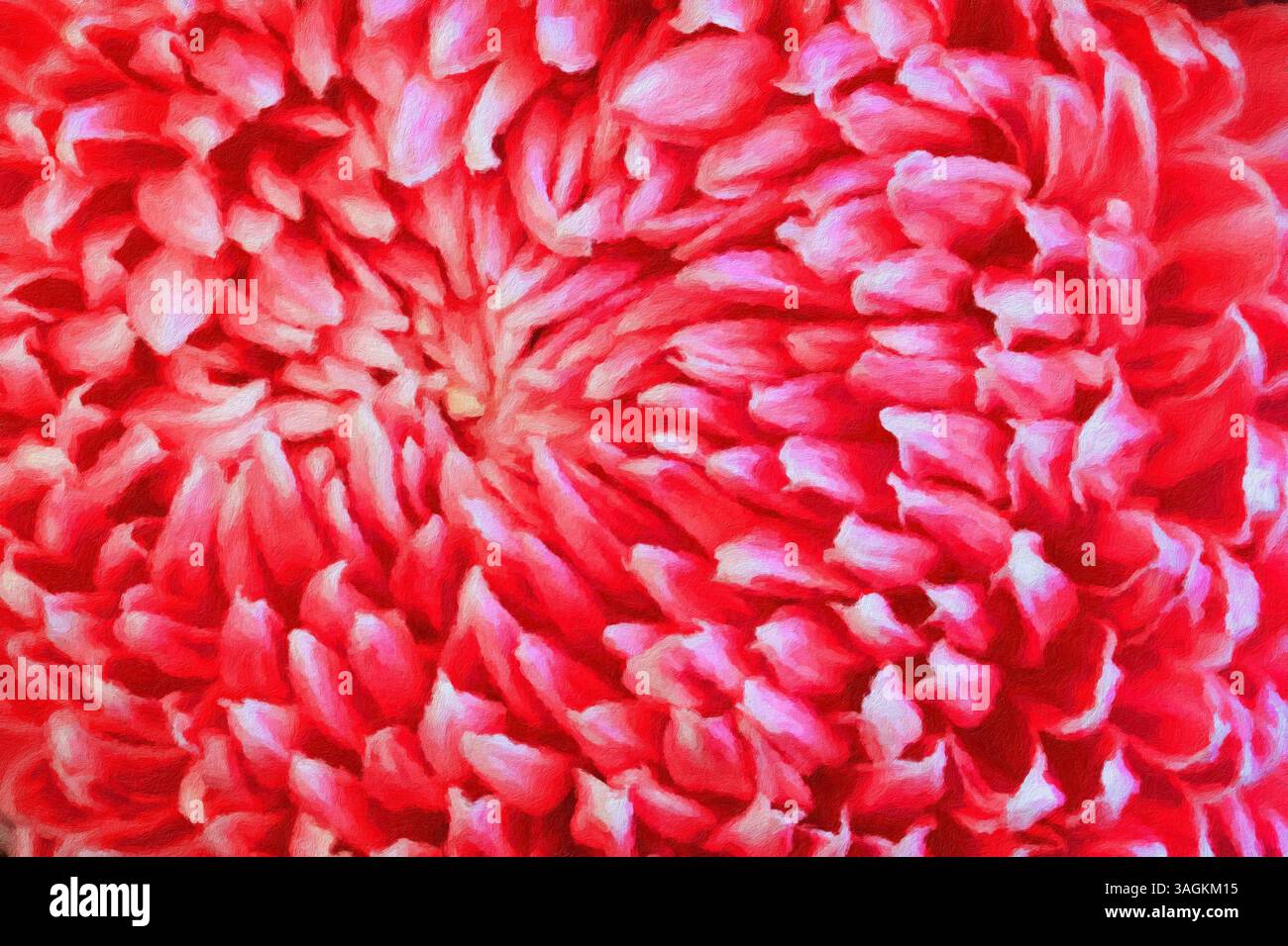 Crisantemo rosa. Foto Stock