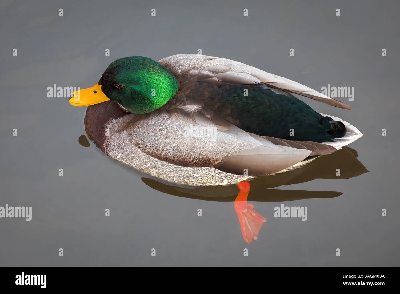 Mallard [ Anas platyrhynchos ] uccello maschio sull'acqua dall'alto Foto Stock