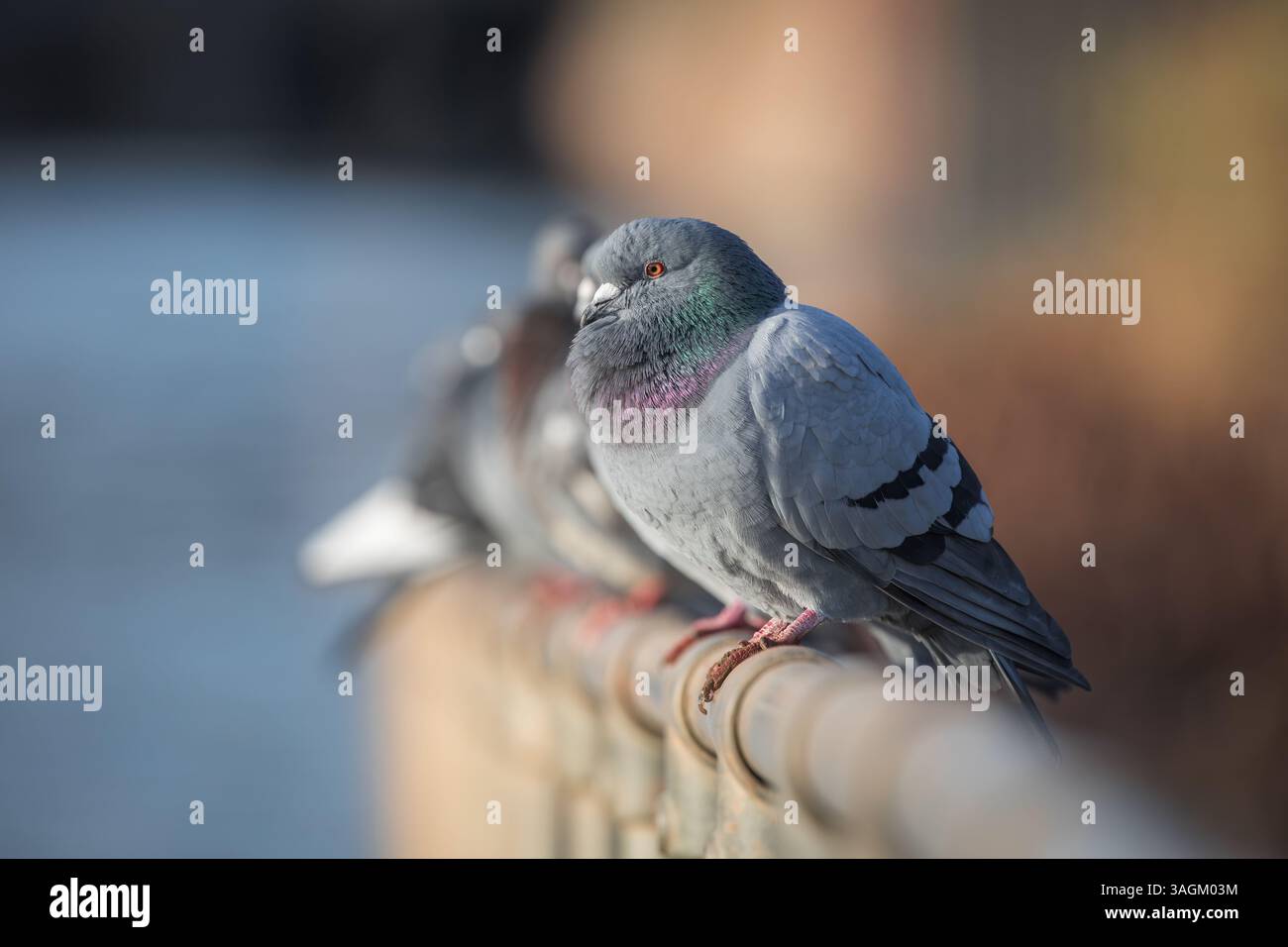 Piccione selvatico [ Columba livia domestica ] piccolo gruppo arroccato su ringhiera metallica con solo uccello frontale a fuoco Foto Stock