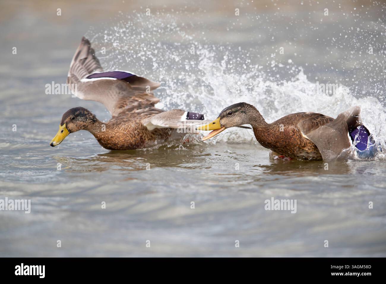 Due maschi adulti (Anas platyrhynchos) in piumaggio non riproduttivo (eclissi plumage) che si inseguono in acqua Foto Stock