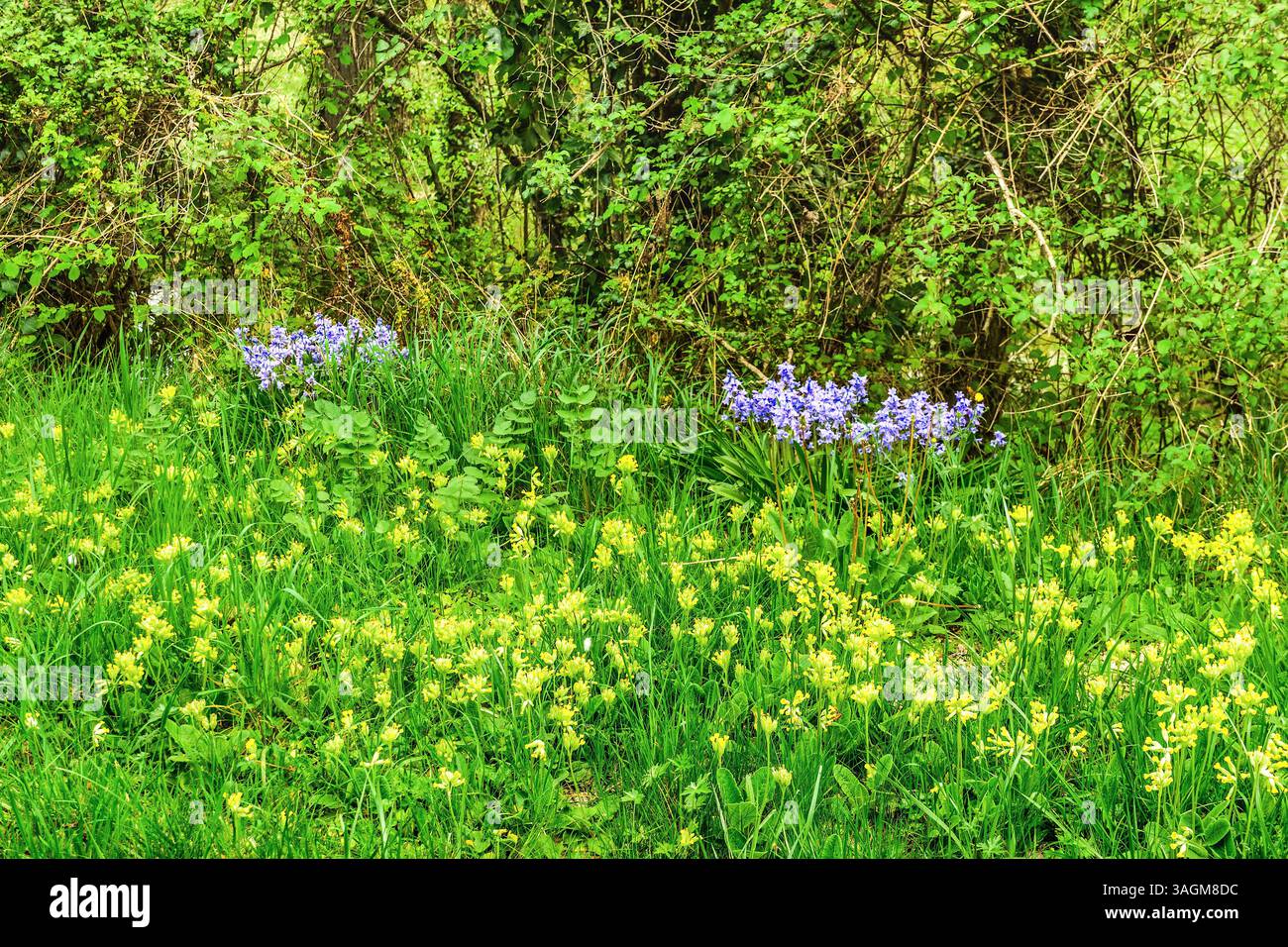 Bordo del bosco con Cowslips (Primula veris) e Bluebells (Hyacinthoides non-scripta) in Springtime - sud-Touraine, Indre-et-Loire (37), Francia. Foto Stock