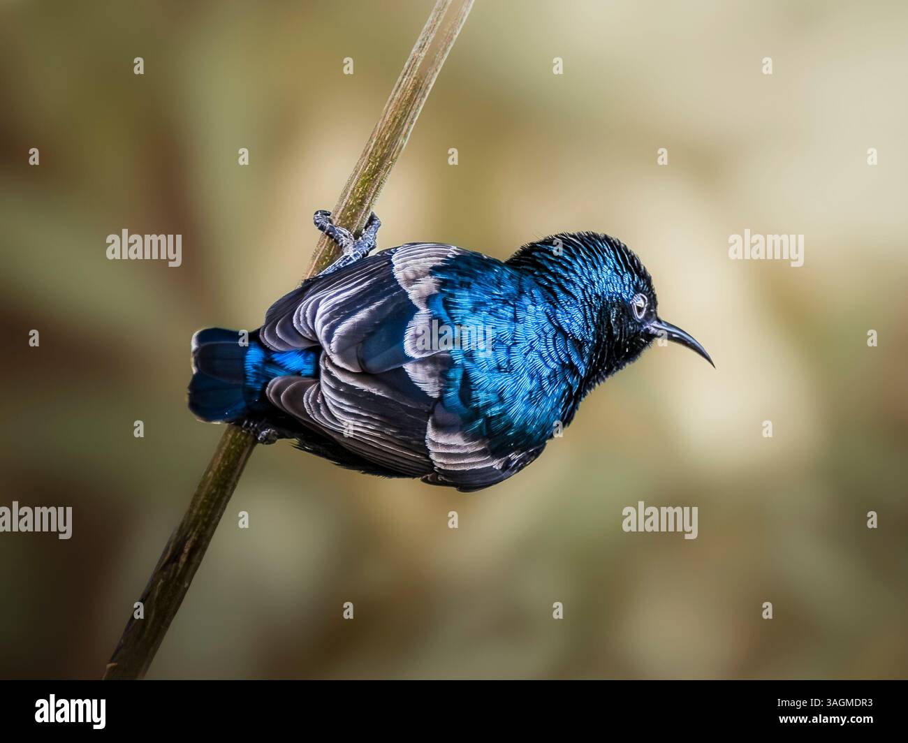 Questo incredibile primo piano cattura un sunbird colorato arroccato graziosamente su un sottile stelo, che mostra il suo piumaggio blu vivace contro un morbido. Foto Stock