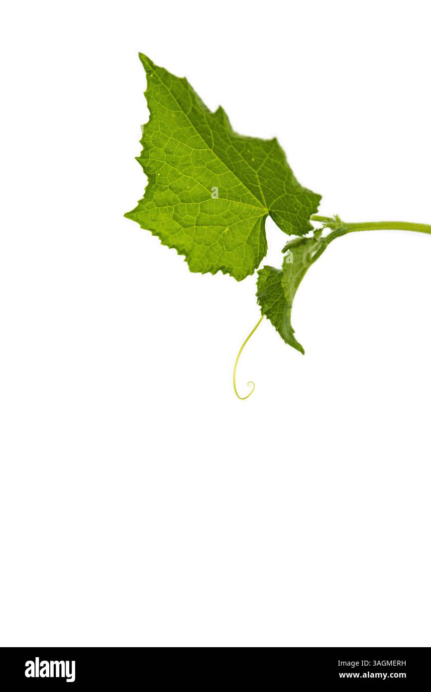 Piantine di cetrioli per bambini nella pentola di argilla marrone che cresce nella serra. semi di squash pronti per essere piantati. Ramo Sprout con foglie isolate su W. Foto Stock