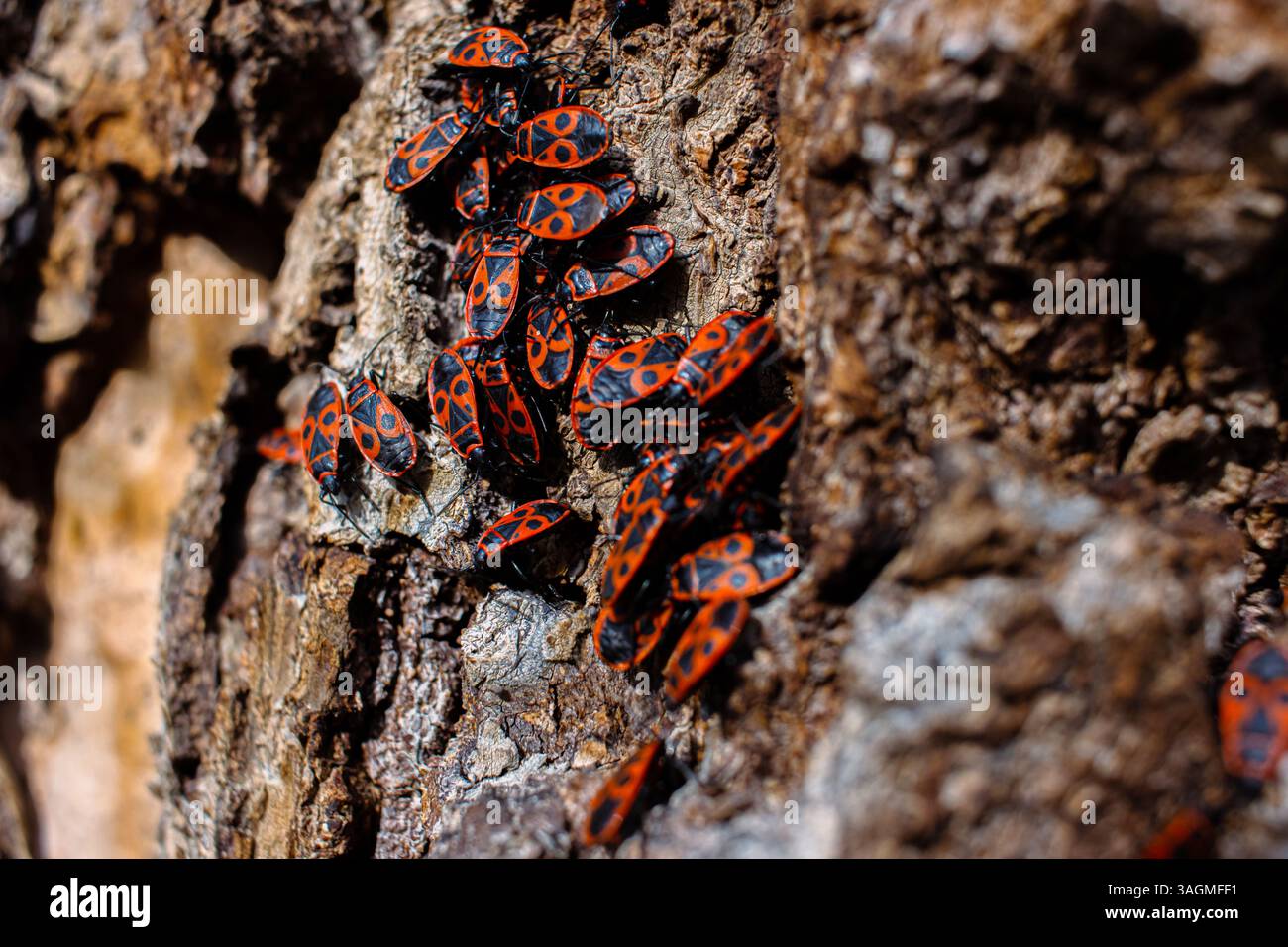 L'insetto Pyrrhocoris apterus. Insetto comune della famiglia Pyrhocoridae. Comportamento di aggregazione del grande gruppo di cimici sulla corteccia degli alberi. Natura Foto Stock