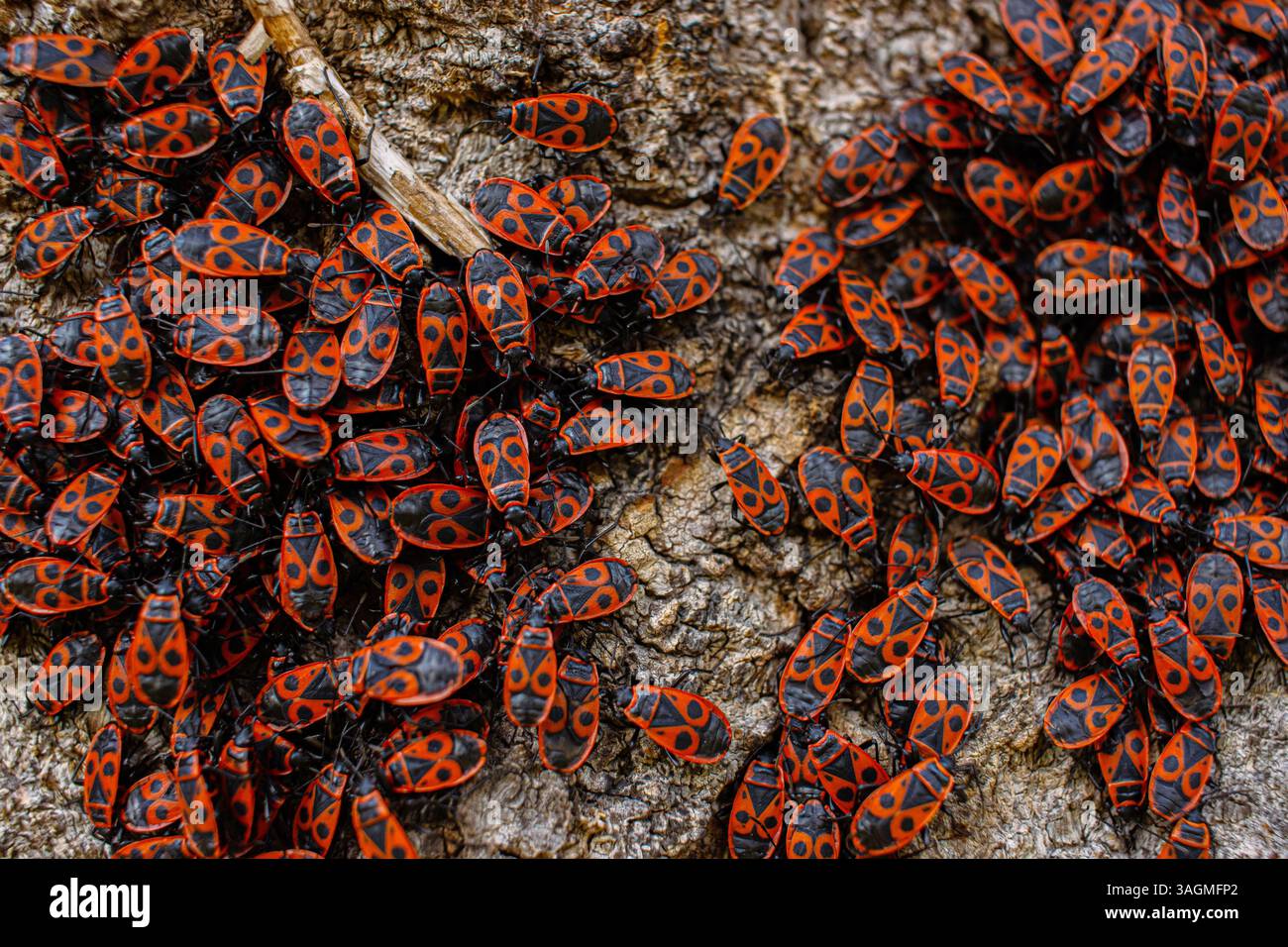 L'insetto Pyrrhocoris apterus. Insetto comune della famiglia Pyrhocoridae. Comportamento di aggregazione del grande gruppo di cimici sulla corteccia degli alberi. Natura Foto Stock
