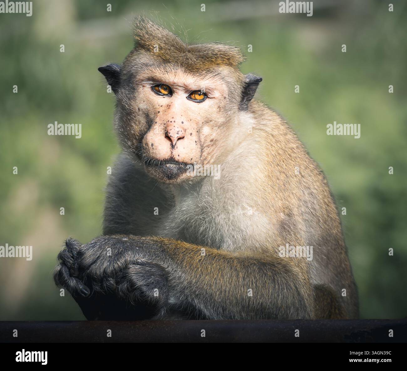 La pelliccia della scimmia brilla nella luce, e le sue mani agili tengono il cibo con cura. Questa immagine cattura un momento di nutrimento e soddisfazione. Foto Stock