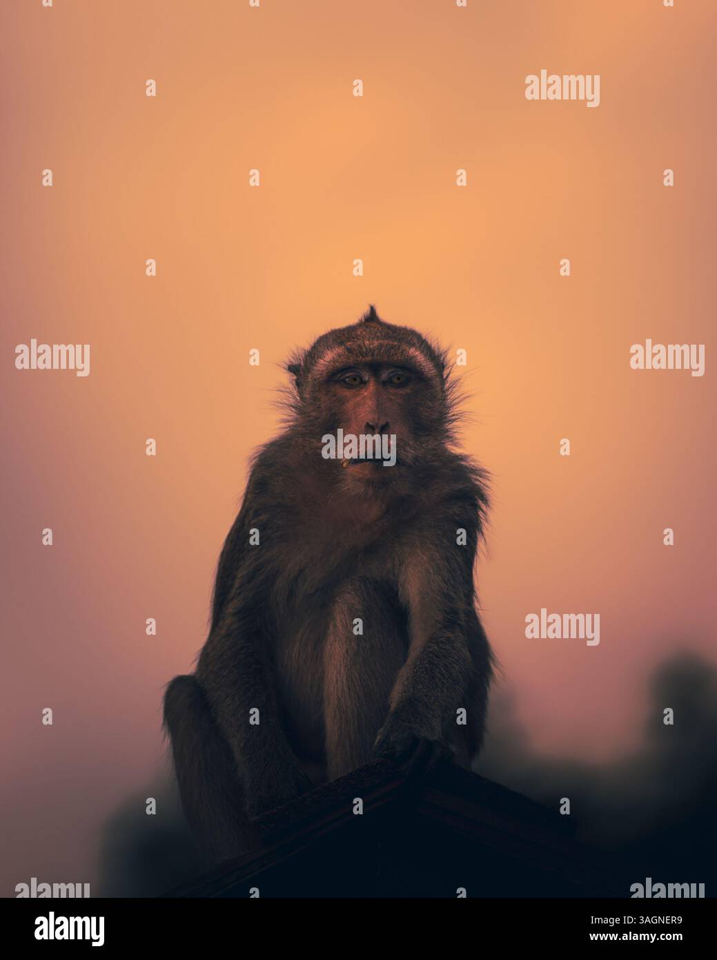 Posti a sedere macachi a coda lunga sul tetto in serata Foto Stock