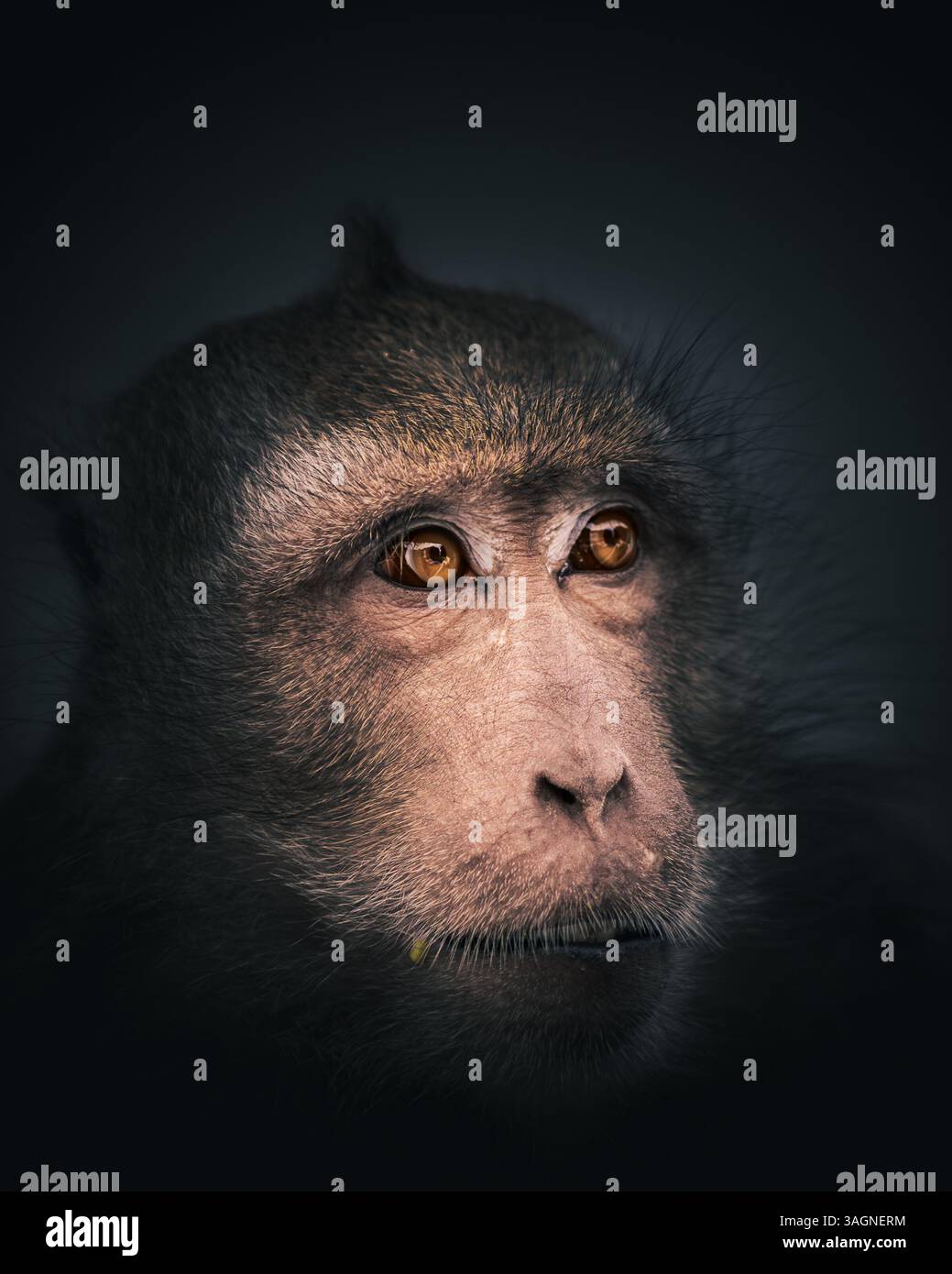 Foto ravvicinata del macaco dalla coda lunga Foto Stock