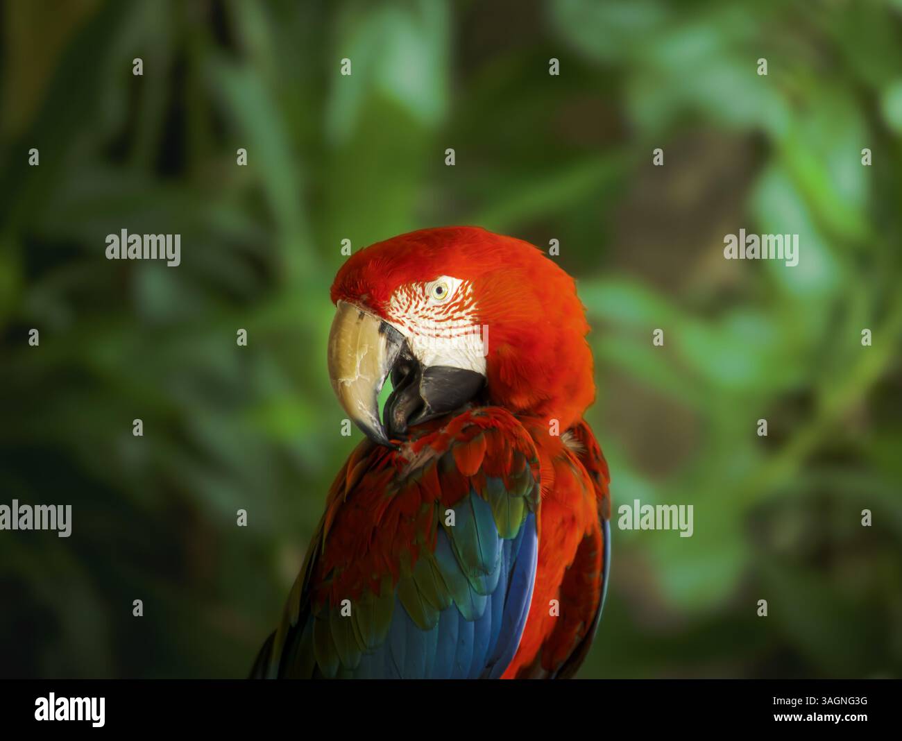 Ritratto di un bellissimo Scarlet Macaw rosso Foto Stock