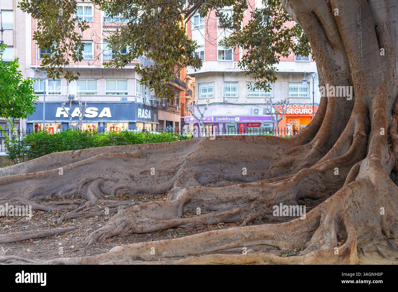 Radici di un grande albero in un parco pubblico, dettaglio botanico. Foto Stock