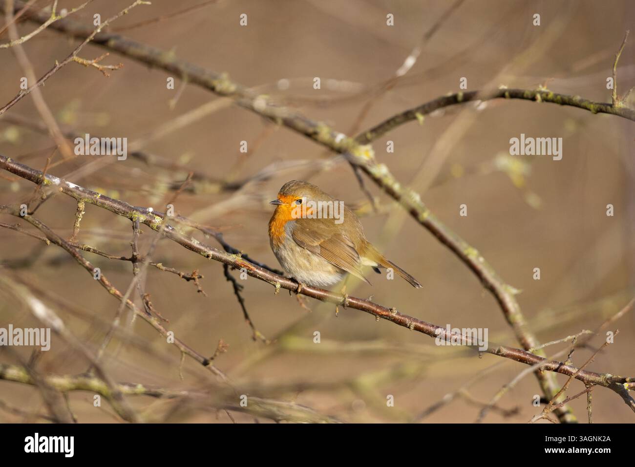 Red Breasted Robin sedeva in un cespuglio in una soleggiata mattina d'inverno. Foto Stock