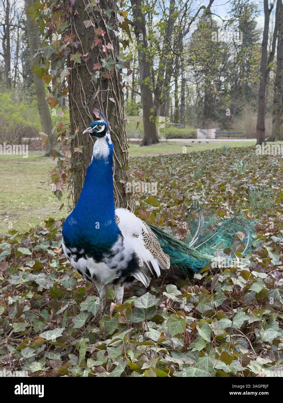 Un pavone in un parco cittadino. Risveglio verde primavera della natura e degli uccelli. Concetto di città e natura. - Immagine stock catturata con smartphone