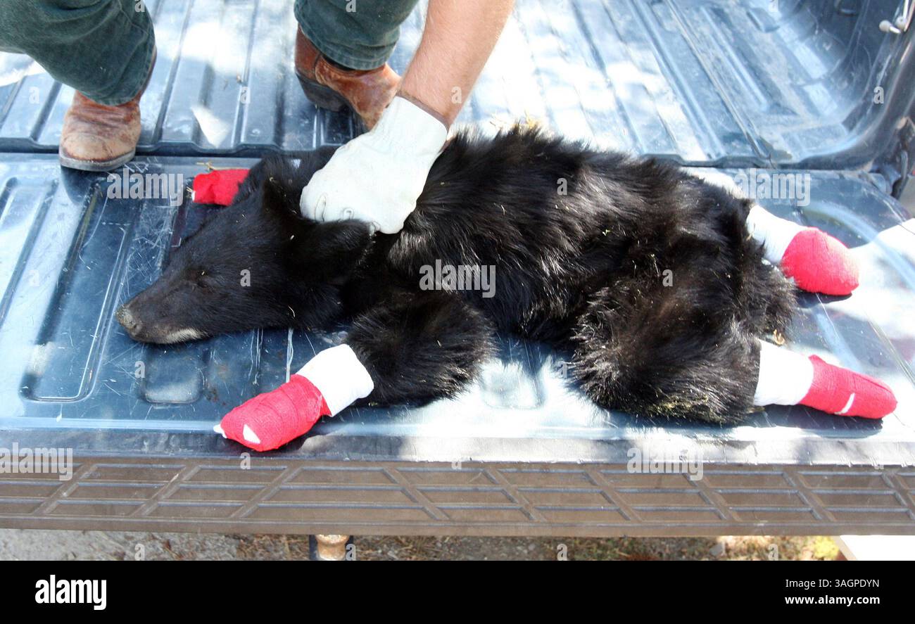 28 agosto 2012 - Garden Valley, Idaho, USA - il veterinario del Dipartimento di pesce e selvaggina dell'Idaho Mark Drew bende le zampe di ''Boo Boo'', un cucciolo di orso trovato domenica sera dai vigili del fuoco che combattevano contro l'incendio di Mustang vicino a Salmon, 28 agosto 2012, presso la stazione di Garden Valley U.S. Forest Ranger Station a Garden Valley, Idaho. Drew ha detto che il cucciolo ha ustioni di secondo grado su tutte e quattro le zampe e ha bisogno di cure mediche quotidiane per le prossime quattro o sei settimane. (Immagine di credito: © Joe Jaszewski/Idaho Statesman/MCT/ZUMAPRESS.com) Foto Stock