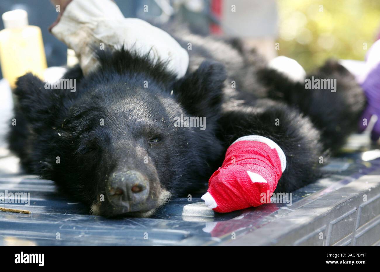 28 agosto 2012 - Garden Valley, ID, USA - il veterinario del dipartimento di pesce e selvaggina dell'Idaho Mark Drew, a destra, esamina ''Boo Boo'', un cucciolo di orsi che è stato trovato domenica sera dai vigili del fuoco di Mustang vicino a Salmon, 28 agosto 2012, presso la Garden Valley U.S. Forest Ranger Station a Garden Valley, Idaho. Drew ha detto che il cucciolo ha ustioni di secondo grado su tutte e quattro le zampe e ha bisogno di cure mediche quotidiane per le prossime quattro o sei settimane. (Immagine di credito: © Joe Jaszewski/Idaho Statesman/MCT/ZUMAPRESS.com) Foto Stock