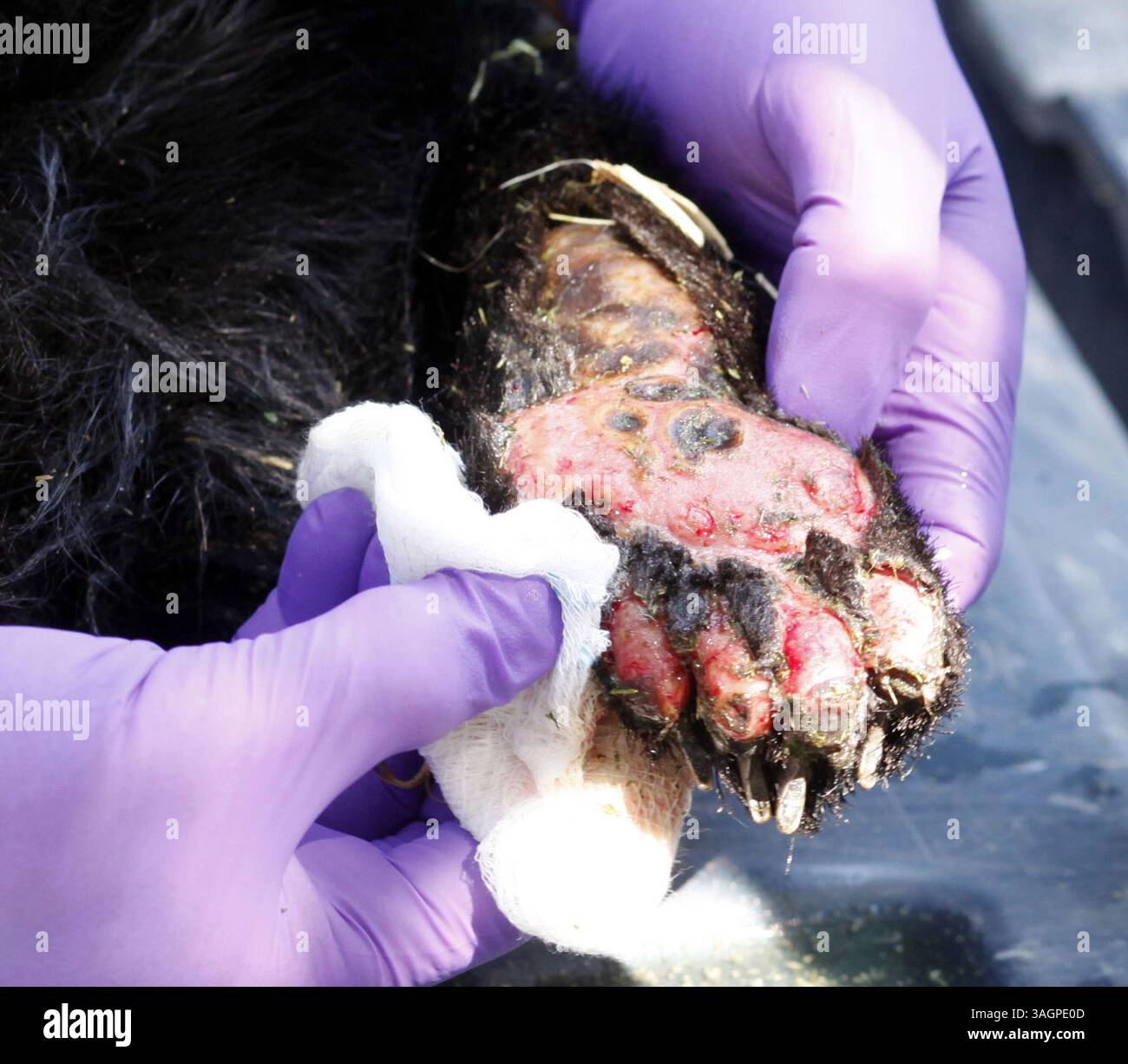 28 agosto 2012 - Garden Valley, Idaho, USA - il veterinario del dipartimento di pesca e gioco dell'Idaho Mark Drew esamina ''Boo Boo'', un cucciolo di orso trovato domenica sera dai vigili del fuoco che combattevano contro l'incendio di Mustang vicino a Salmon, 28 agosto 2012, presso la stazione di ranger forestale statunitense di Garden Valley, Idaho. Drew ha detto che il cucciolo ha ustioni di secondo grado su tutte e quattro le zampe e ha bisogno di cure mediche quotidiane per le prossime quattro o sei settimane. (Immagine di credito: © Joe Jaszewski/Idaho Statesman/MCT/ZUMAPRESS.com) Foto Stock