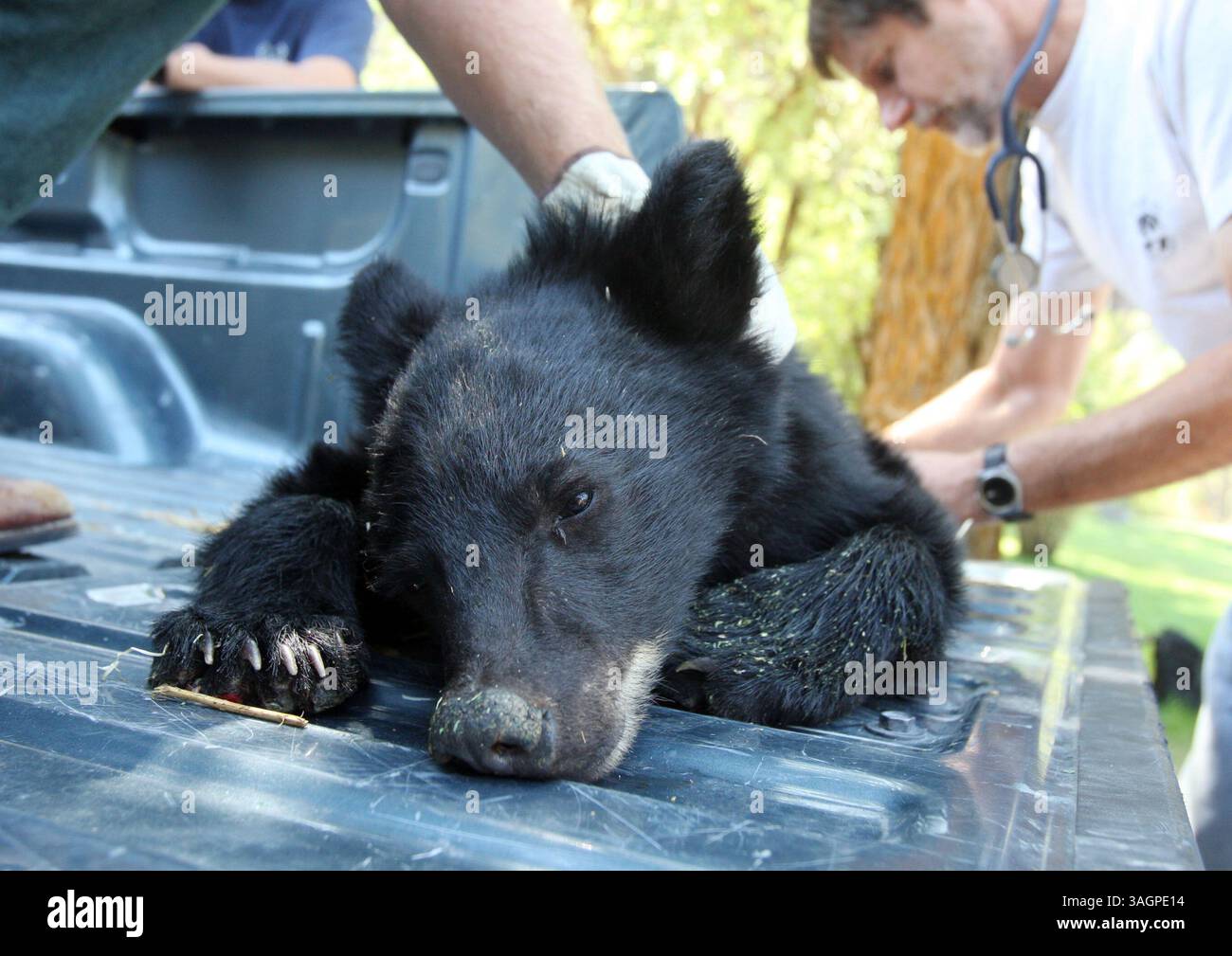28 agosto 2012 - Garden Valley, ID, USA - il veterinario del dipartimento di pesce e selvaggina dell'Idaho Mark Drew, a destra, esamina ''Boo Boo'', un cucciolo di orsi che è stato trovato domenica sera dai vigili del fuoco di Mustang vicino a Salmon, 28 agosto 2012, presso la Garden Valley U.S. Forest Ranger Station a Garden Valley, Idaho. Drew ha detto che il cucciolo ha ustioni di secondo grado su tutte e quattro le zampe e ha bisogno di cure mediche quotidiane per le prossime quattro o sei settimane. (Immagine di credito: © Joe Jaszewski/Idaho Statesman/MCT/ZUMAPRESS.com) Foto Stock