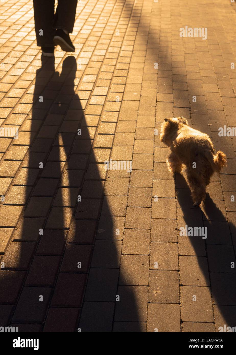 coppia a fare una passeggiata con un cane piccolo Foto Stock